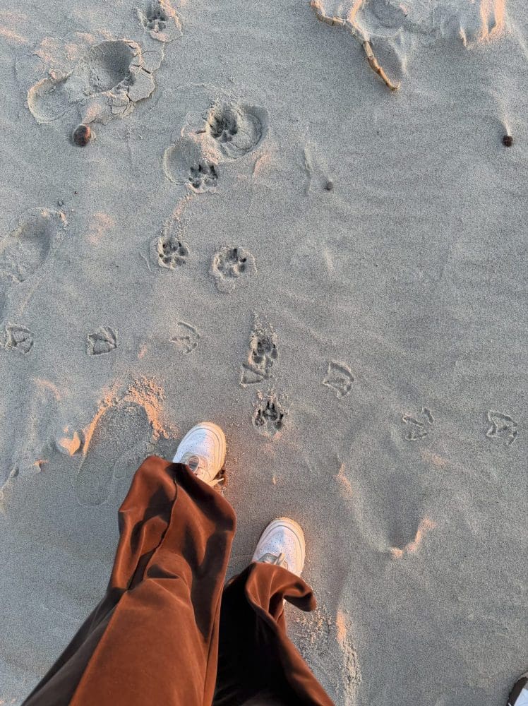 Tropy psa na mokrym piasku bałtyckiej plaży
