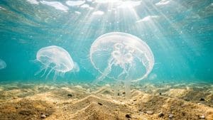 Przezroczysta meduza chełbia modra dryfująca w turkusowej wodzie
