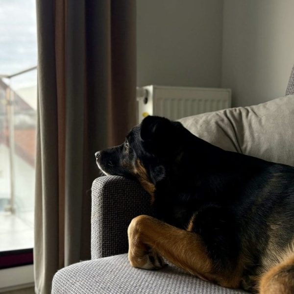 Pies odpoczywa na sofie w apartamencie i patrzy przez okno
