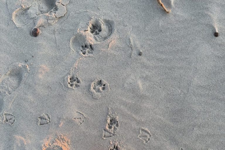Tropy psa na mokrym piasku bałtyckiej plaży w Sarbinowie