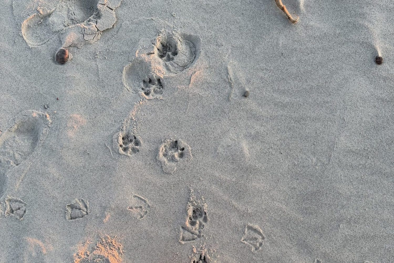 Tropy psa na mokrym piasku bałtyckiej plaży w Sarbinowie