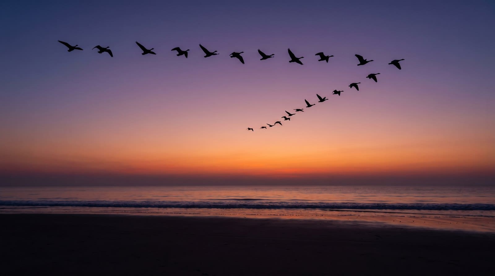 Klucz dzikich gęsi w kształcie litery V na fioletowo-pomarańczowym niebie o zmierzchu nad spokojnym morzem i pustą plażą